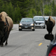 Is it because of the bison? Do the bison make you bad drivers?